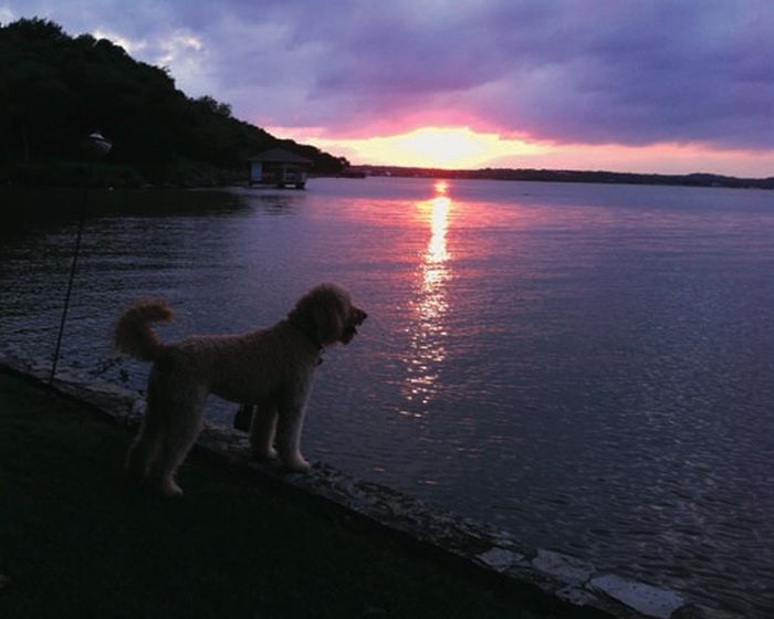 Our Best Friends (48 pics)