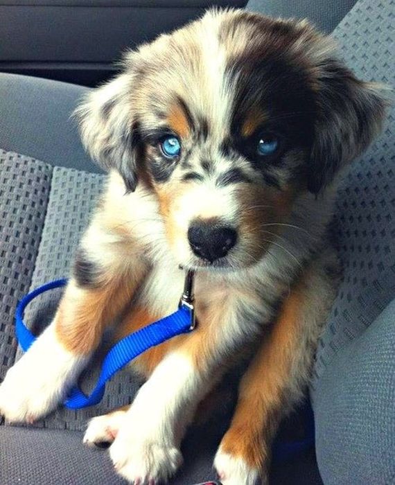 Our Best Friends (48 pics)