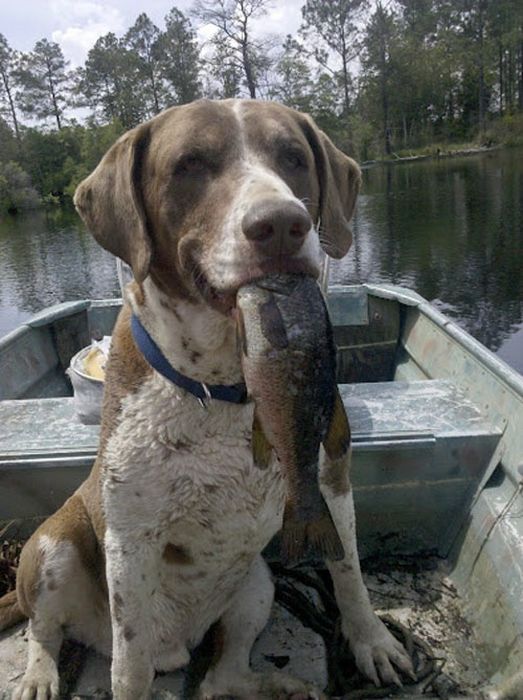 Our Best Friends (48 pics)