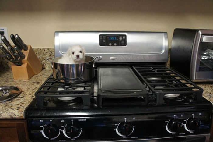 Our Best Friends (48 pics)