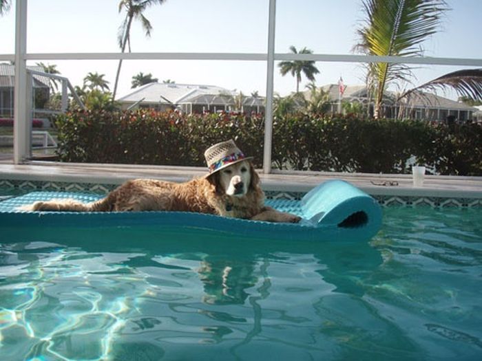 Our Best Friends (48 pics)
