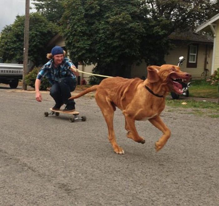 Our Best Friends (48 pics)
