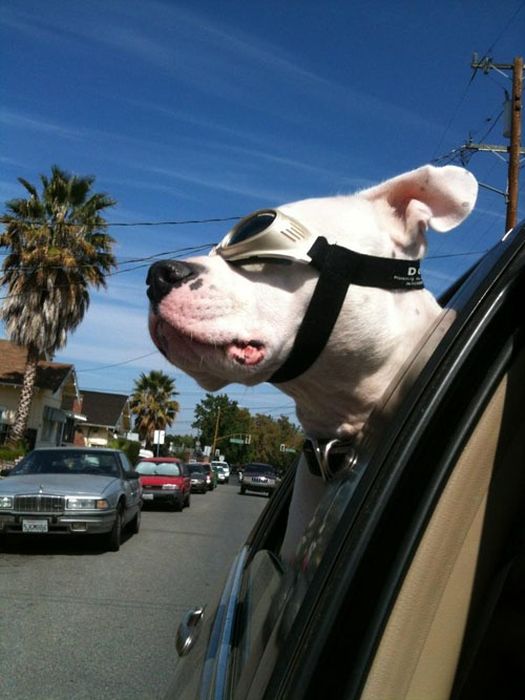 Our Best Friends (48 pics)