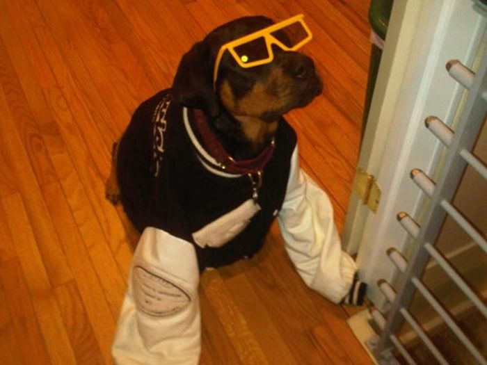 Our Best Friends (48 pics)