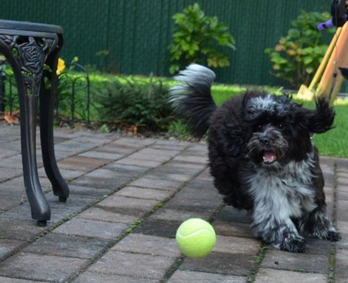 Our Best Friends (48 pics)