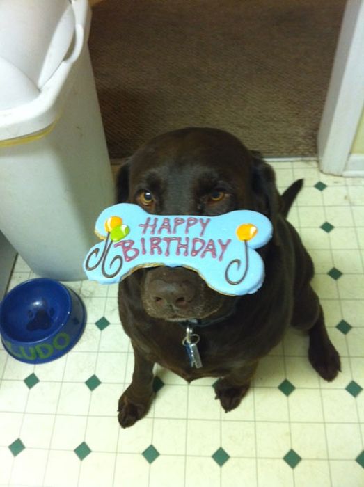 Our Best Friends (48 pics)