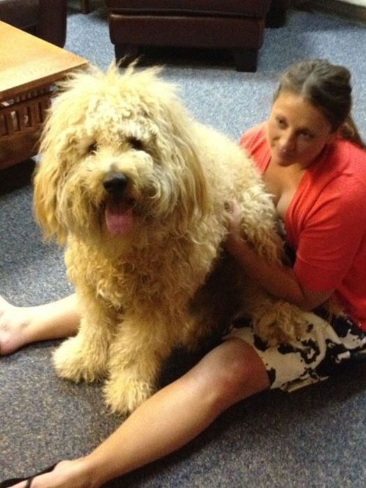 Our Best Friends (48 pics)