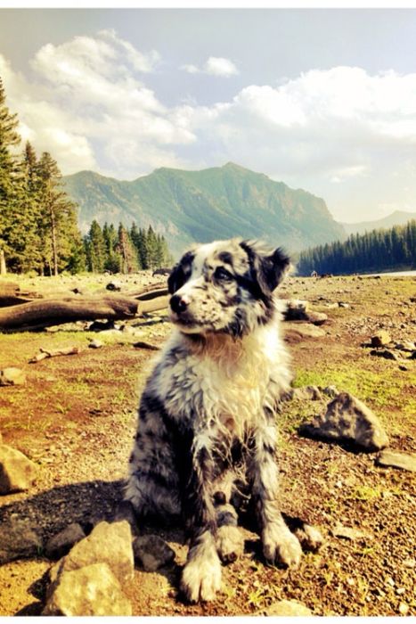 Our Best Friends (48 pics)