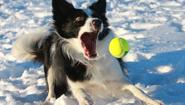 Our Best Friends (48 pics)
