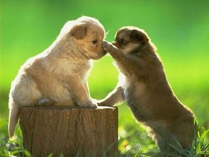 Our Best Friends (48 pics)