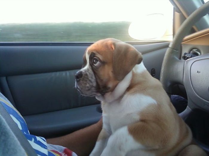 Our Best Friends (48 pics)