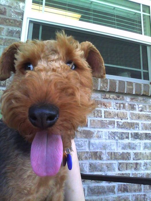 Our Best Friends (48 pics)