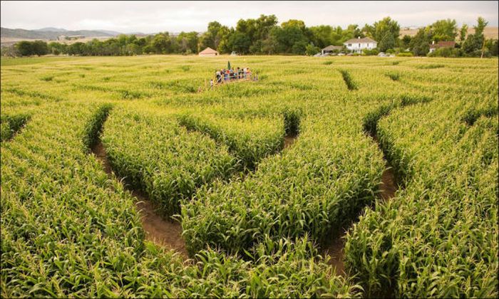 Awesome Corn Crop Maze Art (37 pics)