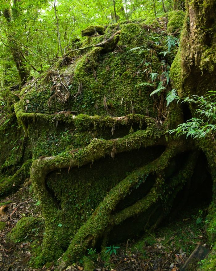 Beautiful Forest on Japanese Yakushima Island (12 pics)