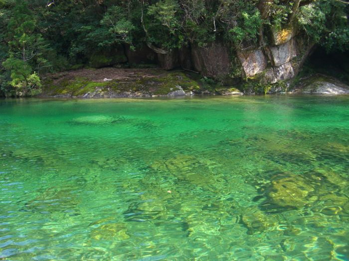 Beautiful Forest on Japanese Yakushima Island (12 pics)