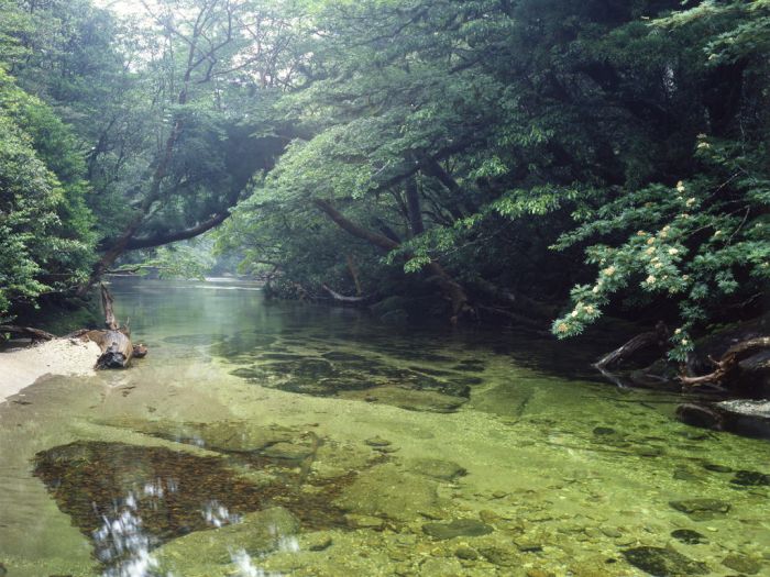 Beautiful Forest on Japanese Yakushima Island (12 pics)