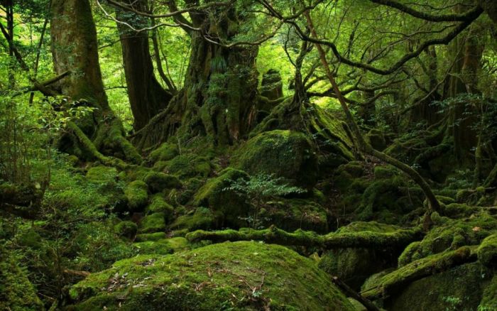 Beautiful Forest on Japanese Yakushima Island (12 pics)