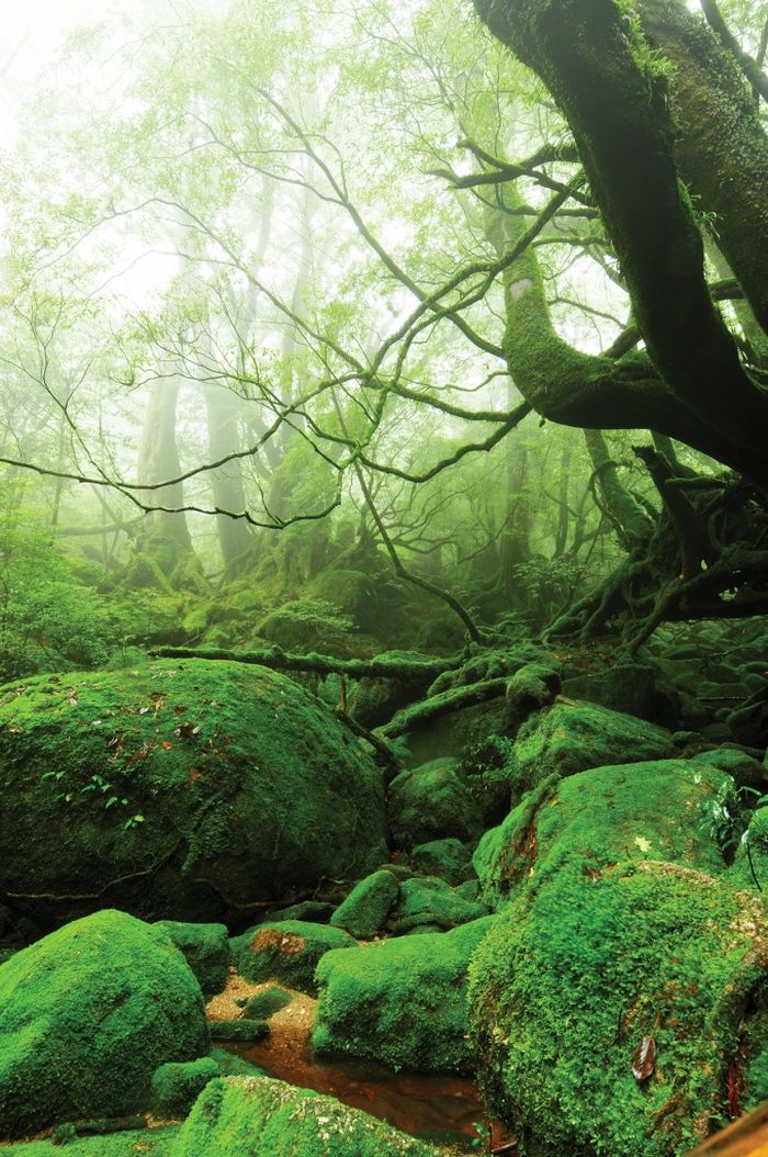 Beautiful Forest on Japanese Yakushima Island (12 pics)