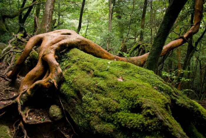 Beautiful Forest on Japanese Yakushima Island (12 pics)
