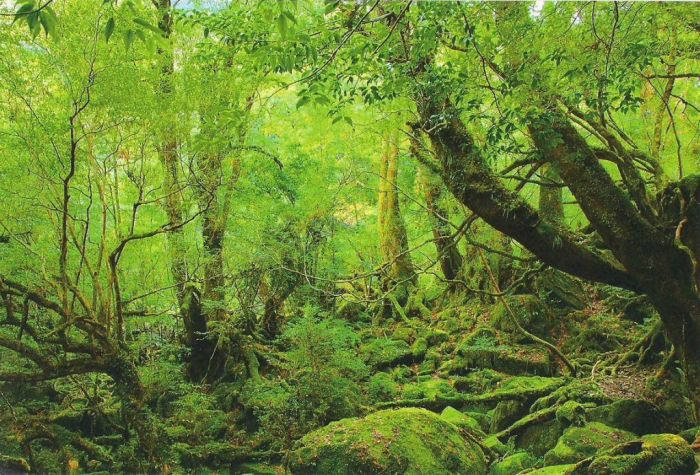 Beautiful Forest on Japanese Yakushima Island (12 pics)