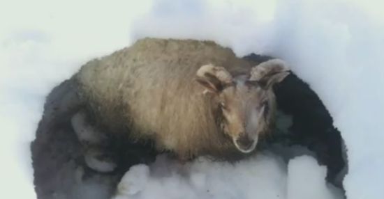 Collie Helps to Find Sheep Trapped in Snow Pitfall For 19 Days