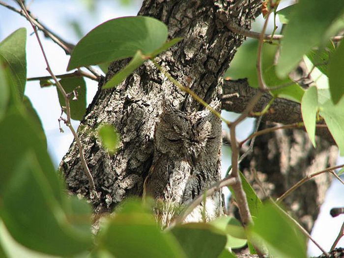 Owl Camouflage (21 pics)