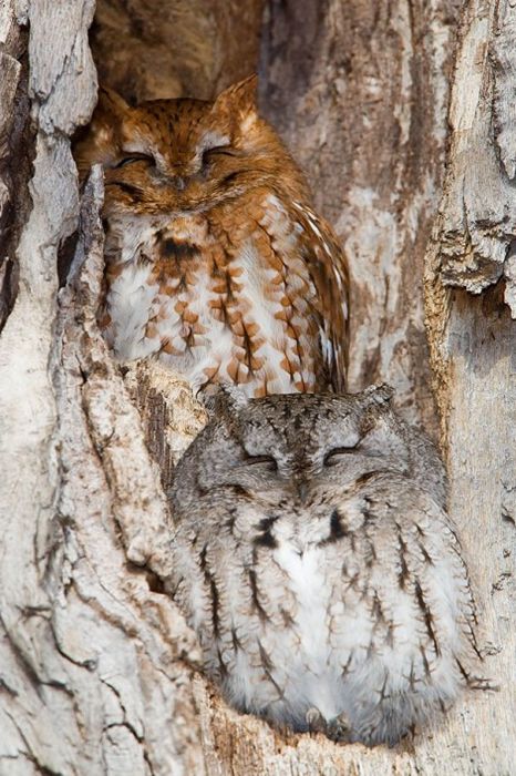 Owl Camouflage (21 pics)