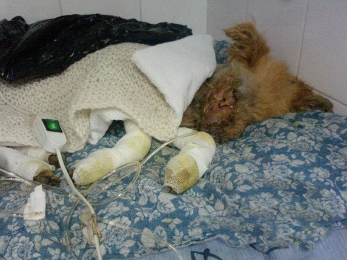 Incredible Dog Rescue Story (17 pics)