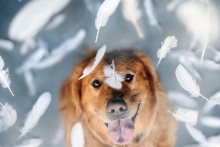 Awesome Dog Portraits (40 pics)