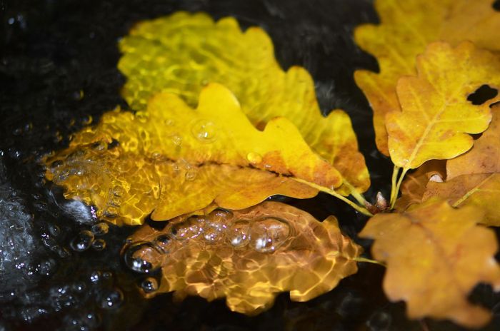 Fall Is in the Air (40 pics)