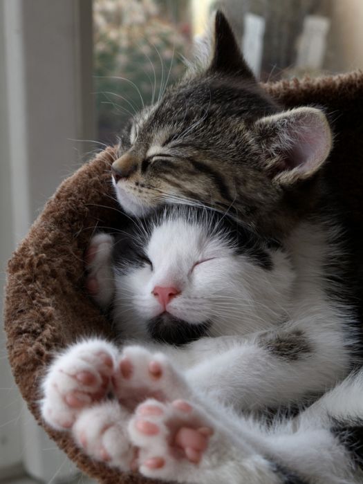 Hugging Kittens (25 pics)