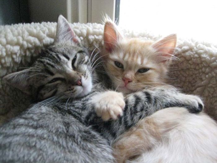 Hugging Kittens (25 pics)