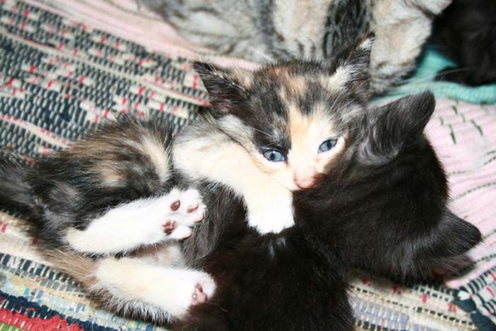 Hugging Kittens (25 pics)