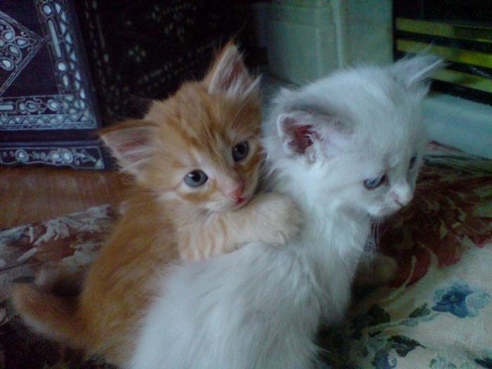 Hugging Kittens (25 pics)