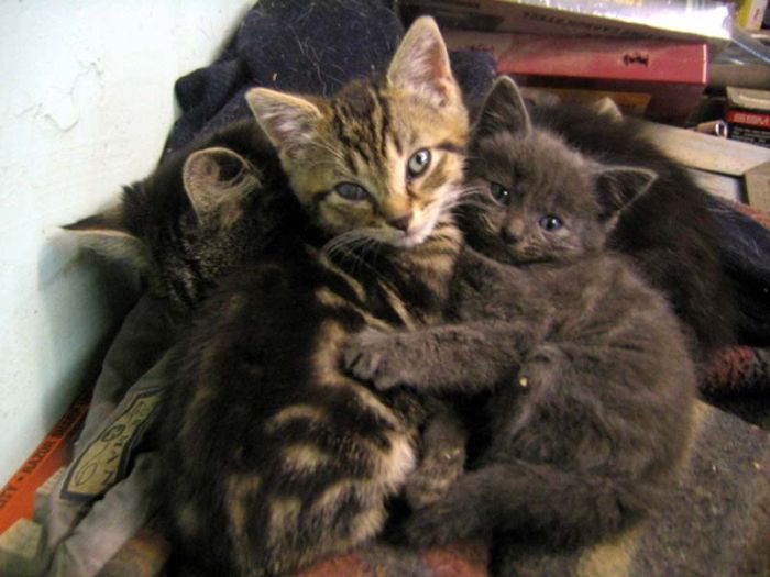 Hugging Kittens (25 pics)