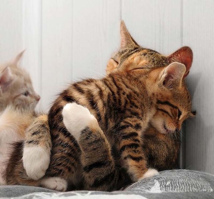 Hugging Kittens (25 pics)