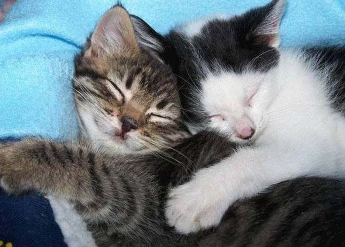 Hugging Kittens (25 pics) .