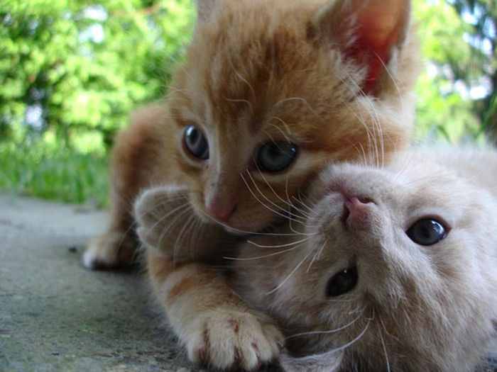 Hugging Kittens (25 pics)