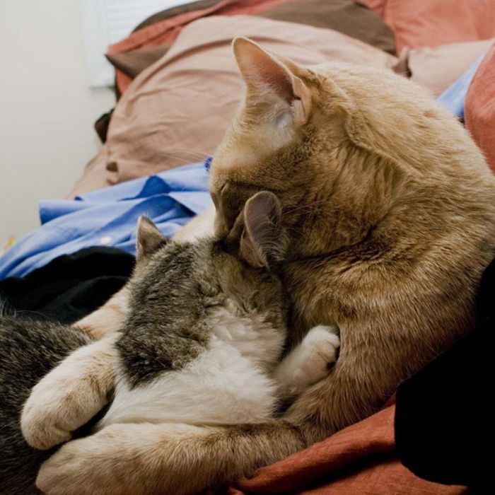 Hugging Kittens (25 pics)