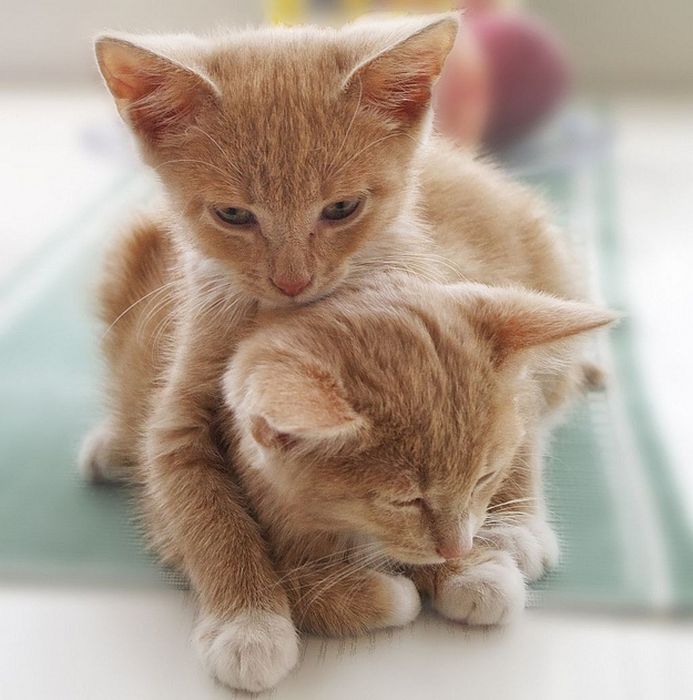 Hugging Kittens (25 pics)