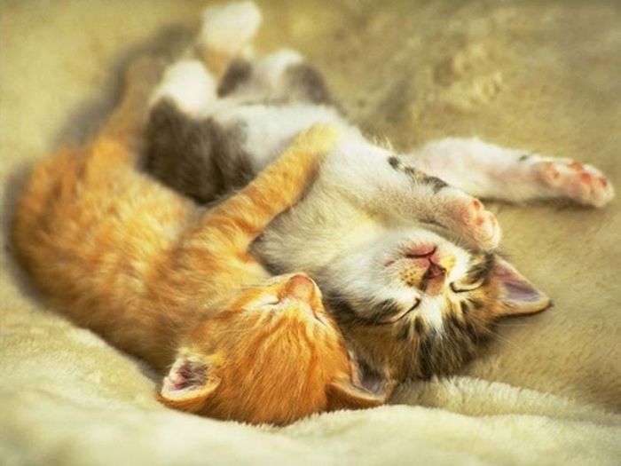 Hugging Kittens (25 pics)