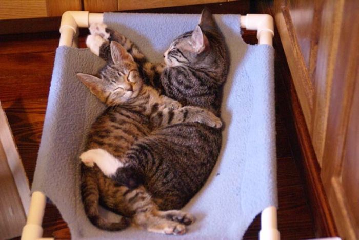 Hugging Kittens (25 pics)