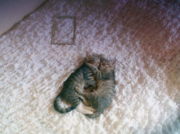 Hugging Kittens (25 pics)