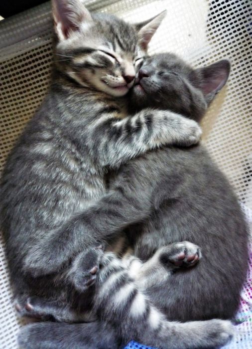 Hugging Kittens (25 pics)