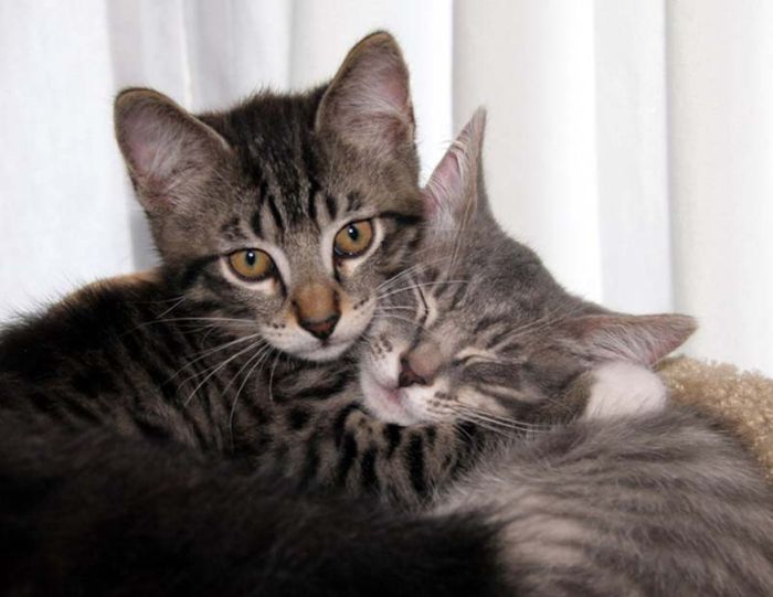 Hugging Kittens (25 pics)