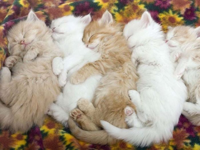 Hugging Kittens (25 pics)