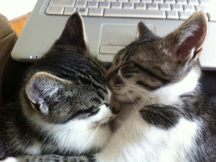 Hugging Kittens (25 pics)