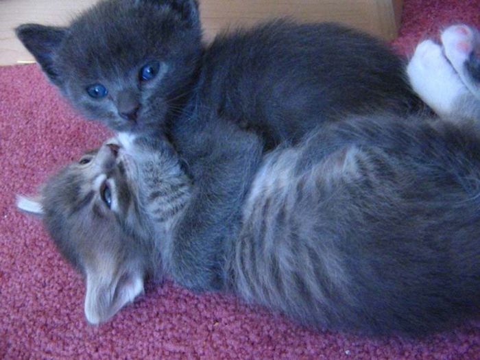 Hugging Kittens (25 pics)