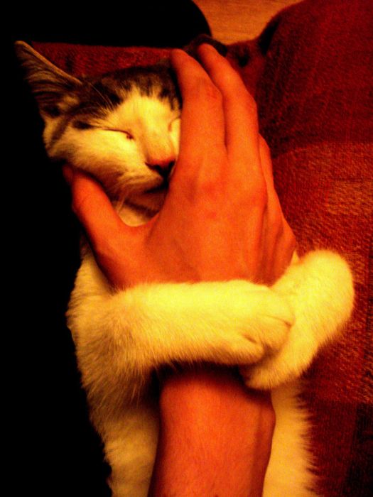 Hugging Kittens (25 pics)