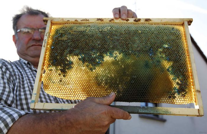 Riddle of the Day. Why Bees in France Make Such Honey? (9 pics)